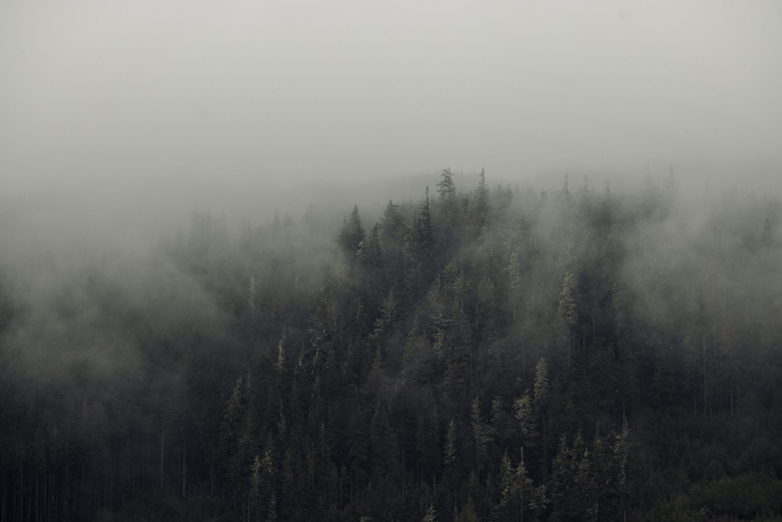 Mist hangs over trees in the southern range of the Great Bear Rainforest. Photo: Taylor Roades / The Narwhal.