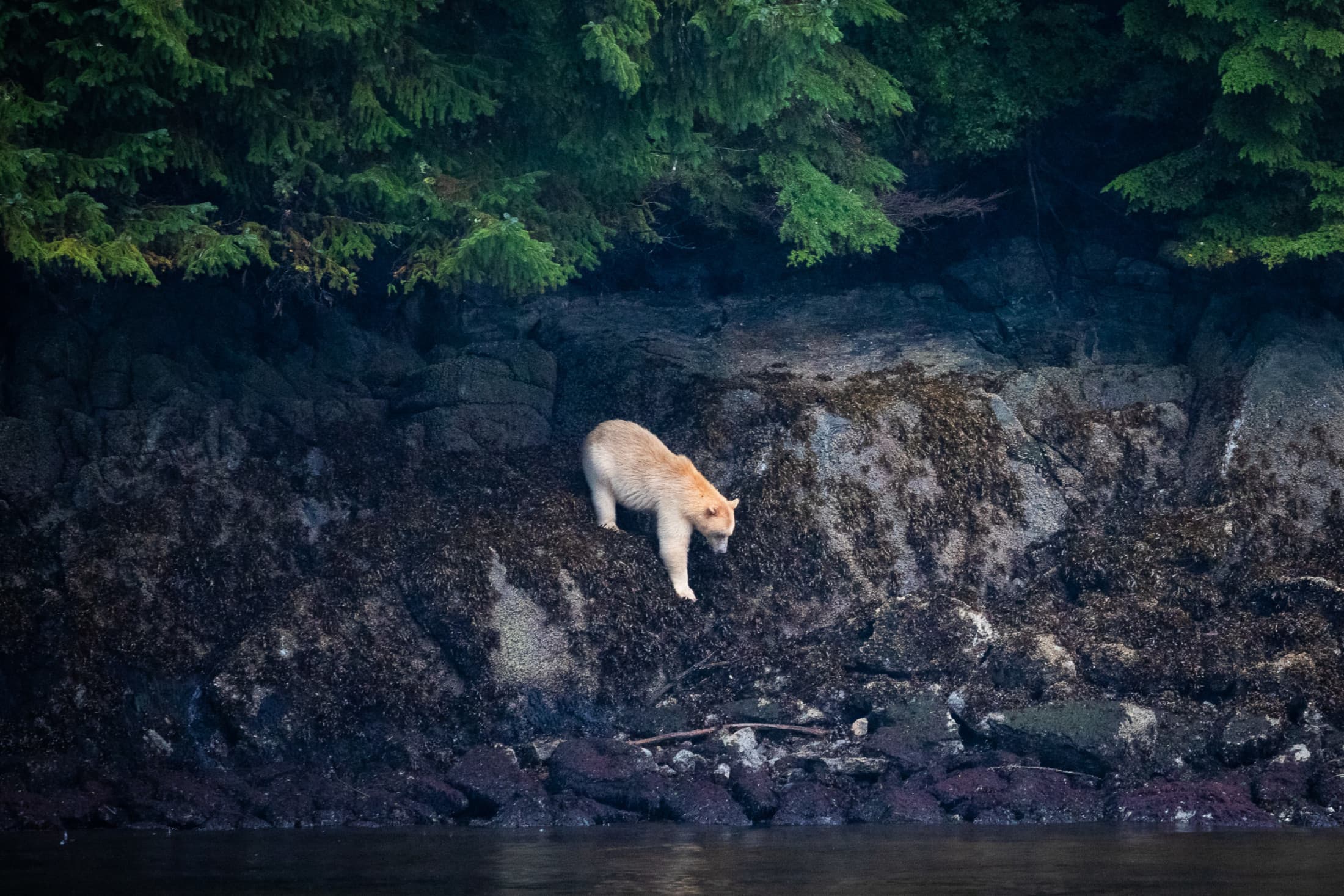 A white kermode bear, or spirit bear, in the Great Bear Rainforest. Photo: TJ Watt.